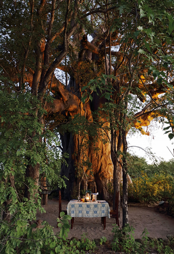 Planet Baobab: Großer Baobab