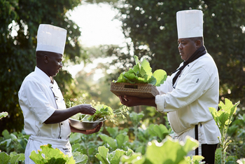 Sanctuary Olonana Sanctuary Olonana: Salat aus dem eigenen Garten