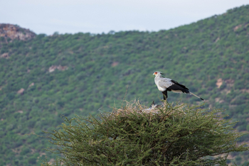 Saruni Samburu: Sekretär