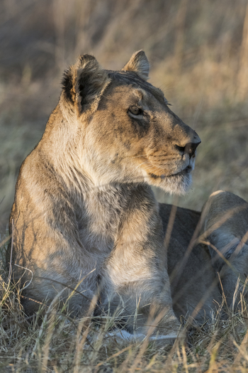 Savuti Camp Savuti Camp: Löwin