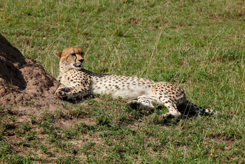 Serengeti Bushtops: Gepard