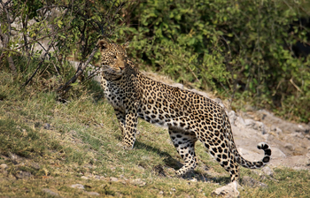Serondela Lodge: Leopard durchstreift grünes Buschland am Mittag