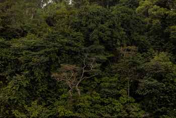 Sette Cama Eco Camp: Dichter Regenwald