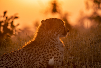 Shinde Lodge Shinde Lodge: Gepardenkopf