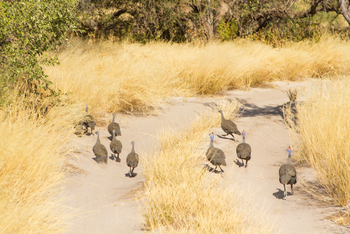 Tau Pan Camp Tau Pan Camp: Perlhühner