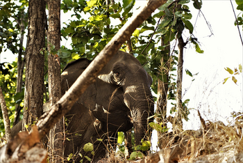 Vanghat: Asiatischer Elefant