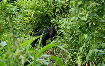 Volcanoes Kyambura Gorge Lodge: Schimpanse am Boden