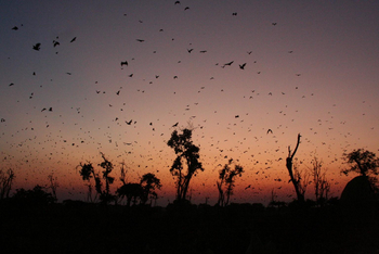 Wasa Lodge: Flughunde in der Dämmerung