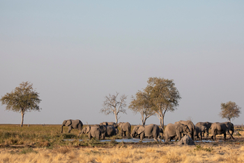 Wilderness Mokete Camp: Elefanten am Wasserloch