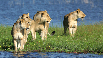 andBeyond Sandibe Okavango Safari Lodge: Löwinnen