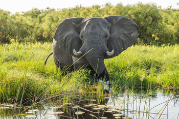 Atzaro Okavango Camp: Elefant im Sumpf