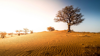 Bagatelle Kalahari Game Ranch: Großer Baum