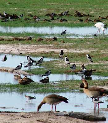 Bomani Tented Lodge Bomani Tented Lodge: Bevölkerung des Wasserlochs in der Regenzeit