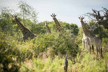 Bushman Plains Camp: Giraffen