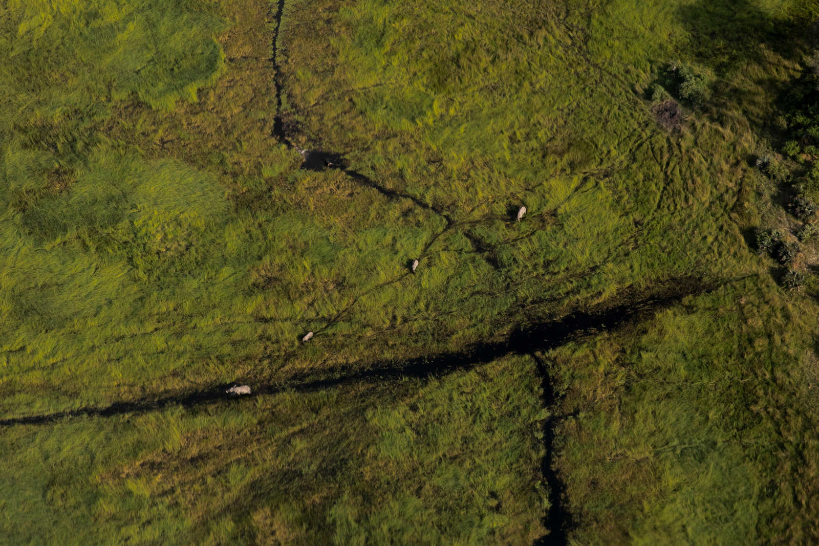 Duma Tau Camp Duma Tau Camp: Elefanten - Luftbild