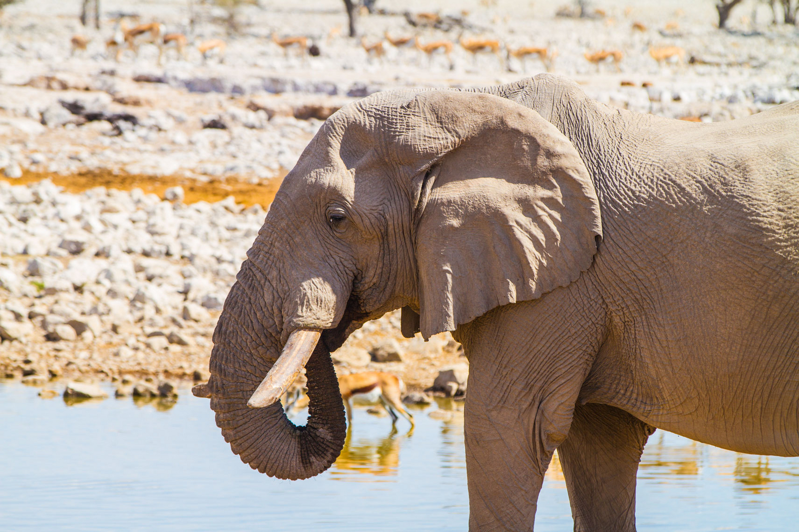 Epacha Game Lodge Epacha Game Lodge: Elefant