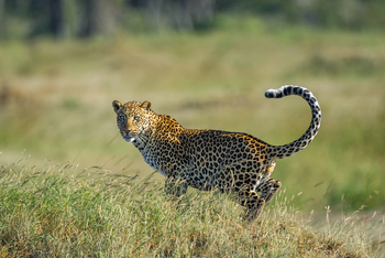 Esirai Camp: Leopard