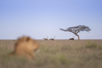 Governors' Mugie: Lion Tracking