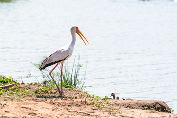 Honey Bear Bushcamp: Nimmersattstorch