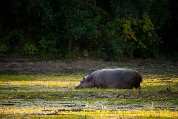 Ingwe Pan Camp: Nilpfered