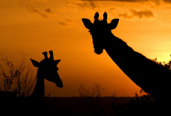 Karen Blixen Camp: Giraffensilhouetten