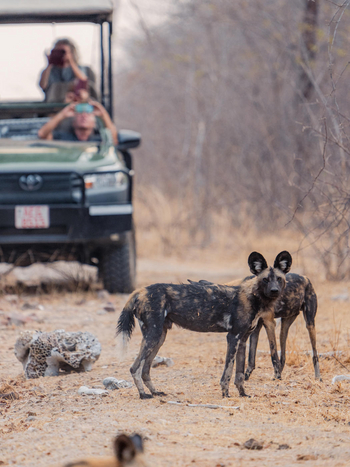 Khulu Bush Camp Khulu Bush Camp: Wildhunde