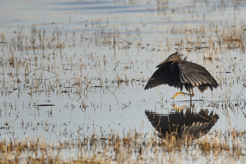 Konkamoya Lodge: Black Heron - Egretta ardesiaca