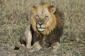 Linkwasha Camp Linkwasha Camp: Löwe