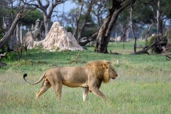 Linkwasha Camp Linkwasha Camp: Männlicher Löwe