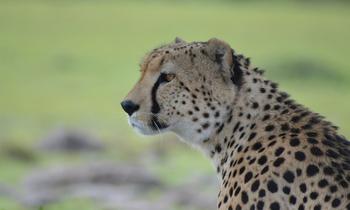 Losokwan Luxury Tented Camp: Gepard seitlich