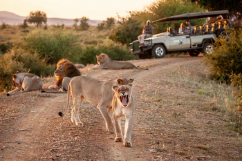 Madikwe Hills Private Game Lodge: Löwenrudel bei Sonnenaufgang auf der Savanne