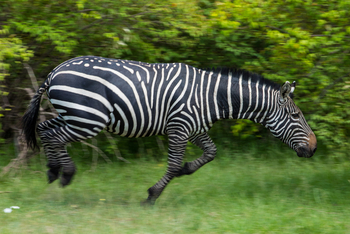 Mara Toto Tree Camp: Besonders dunkles Zebra