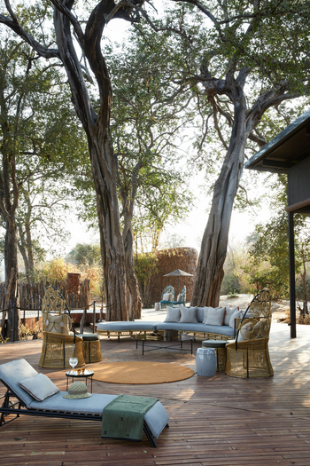 Molori Mashuma: Hohe Bäume im Camp