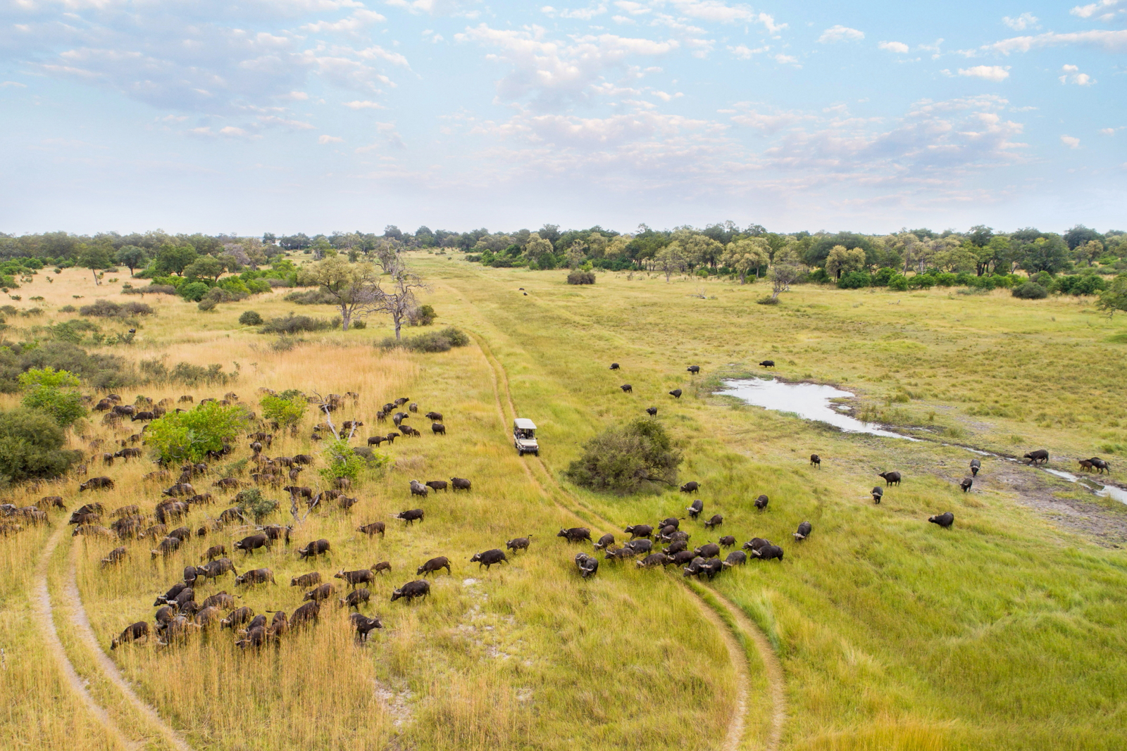 Moremi Game Reserve Moremi Game Reserve: Begegnung mit Büffelherde
