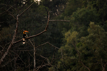 Musa Jungle Retreat Musa Jungle Retreat: Great Hornbill