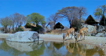 Mwagusi Safari Camp: Impalas