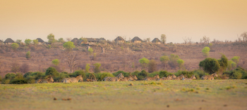 Ngoma Safari Lodge Ngoma Safari Lodge: Zebras vor der Lodge