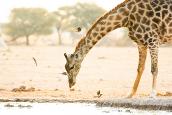 Nxai Pan Camp: Trinkende Giraffe