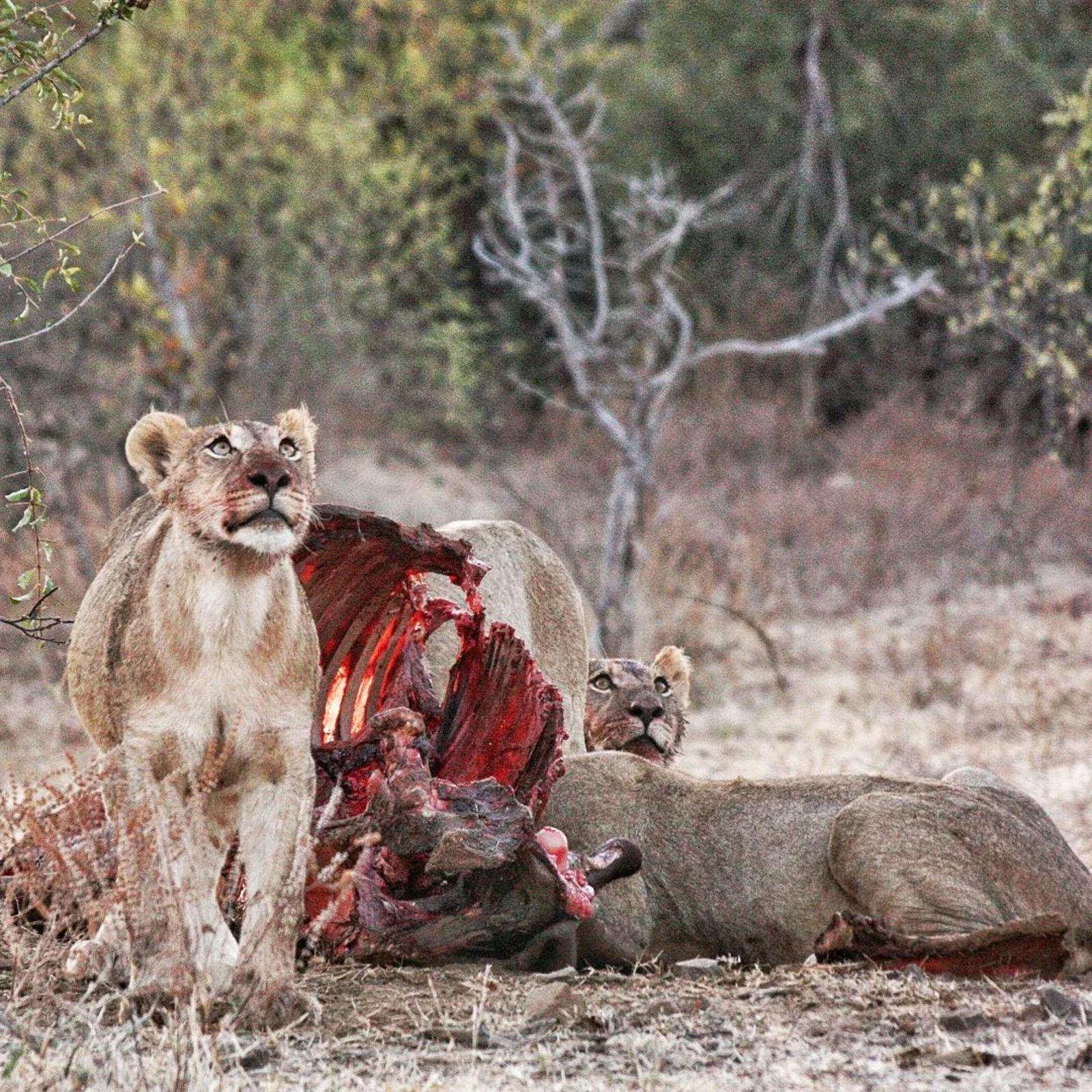 Old Drift Lodge Old Drift Lodge