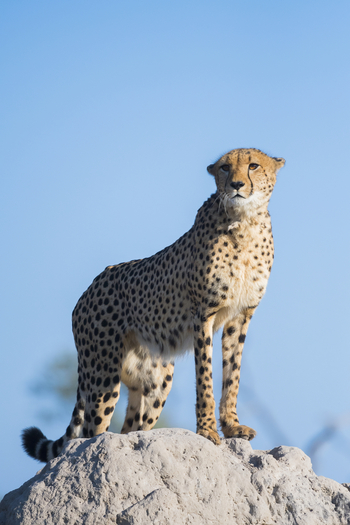 Qorokwe Camp: Gepard auf Termitenbau