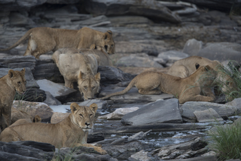 Saruni Eagle View Saruni Eagle View: Löwen am Wasser
