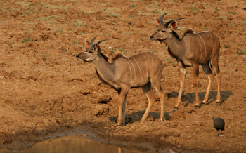 Shenton Safaris Shenton Safaris: Wild Dog Lagoon Hide