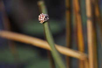 Shinde Footsteps Shinde Footsteps: Leopardenfrosch