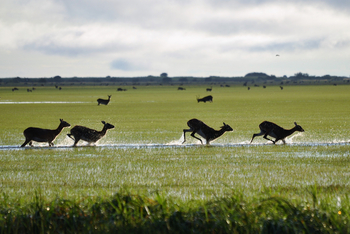 Shoebill Island Camp Shoebill Island Camp: Black Lechwe in Flutgebiet
