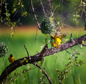 Sungani Lodge Sungani Lodge: Lesser Masked Weaver