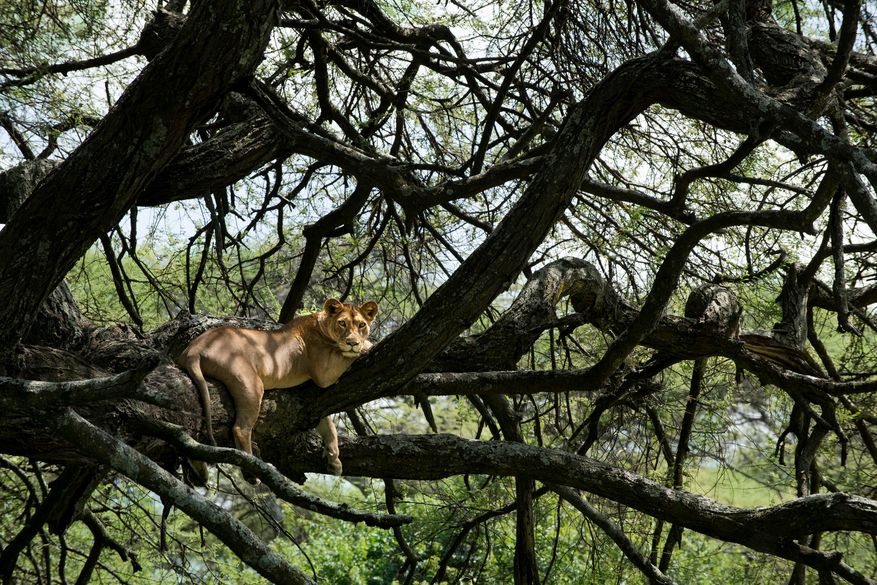 andBeyond Lake Manyara Tree Lodge