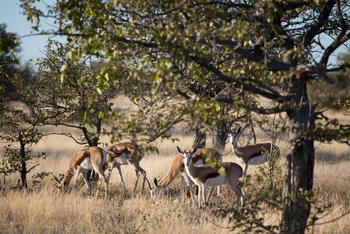 Taleni Etosha Village: Springböcke