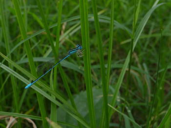 Tathastu Resort Pench: Azur Dartlet