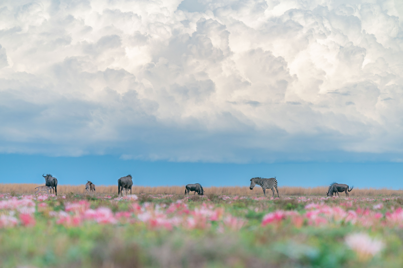 Time and Tide King Lewanika Time and Tide King Lewanika