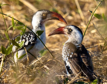 Usangu Expedition Camp: Rotschnabeltokos